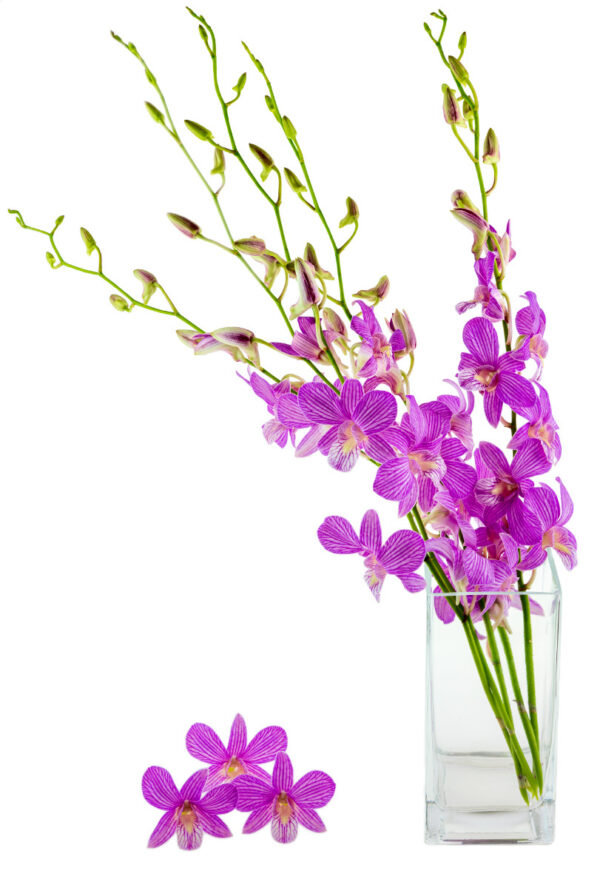 dendrobiums