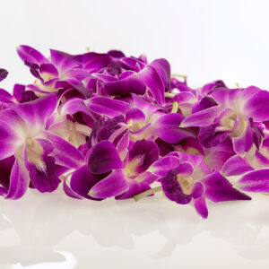 purple orchids blooms