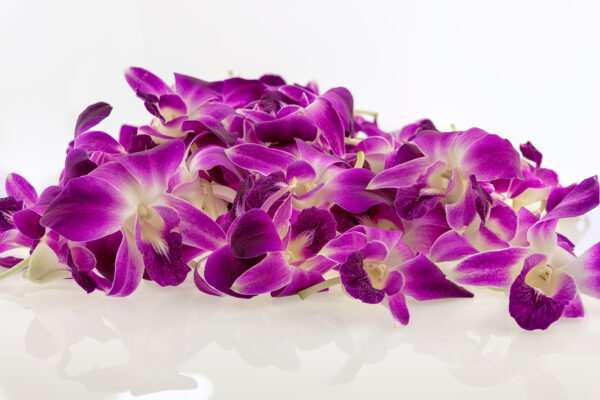 purple orchids blooms