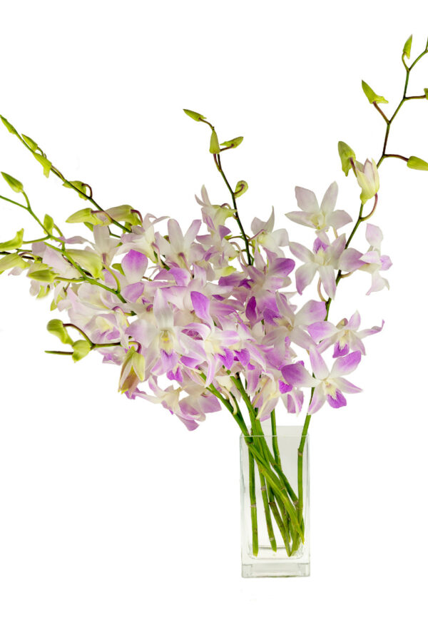 dendrobiums