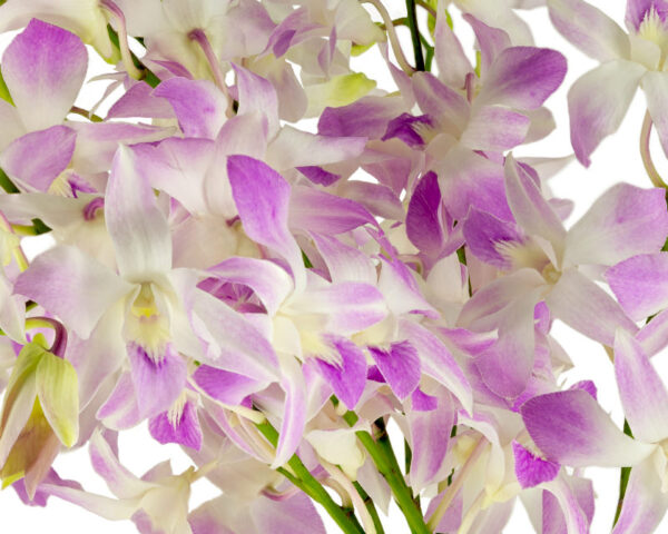 dendrobiums