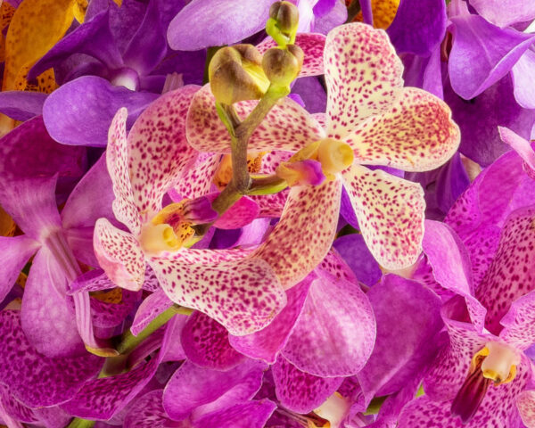 orchid flowers