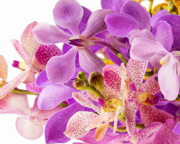 orchid flowers