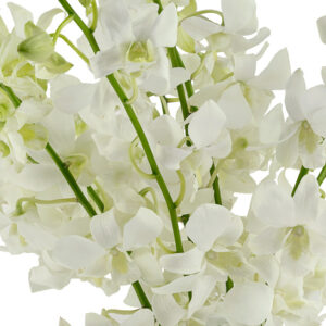Sanan White Dendrobiums