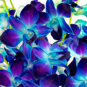 Sapphire Blue Dendrobiums