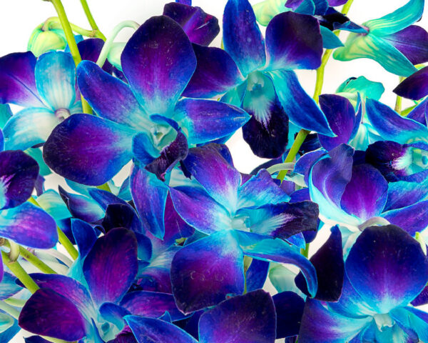 blue orchid flowers