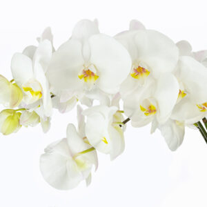 Phalaenopsis Orchids White (6 Stems)